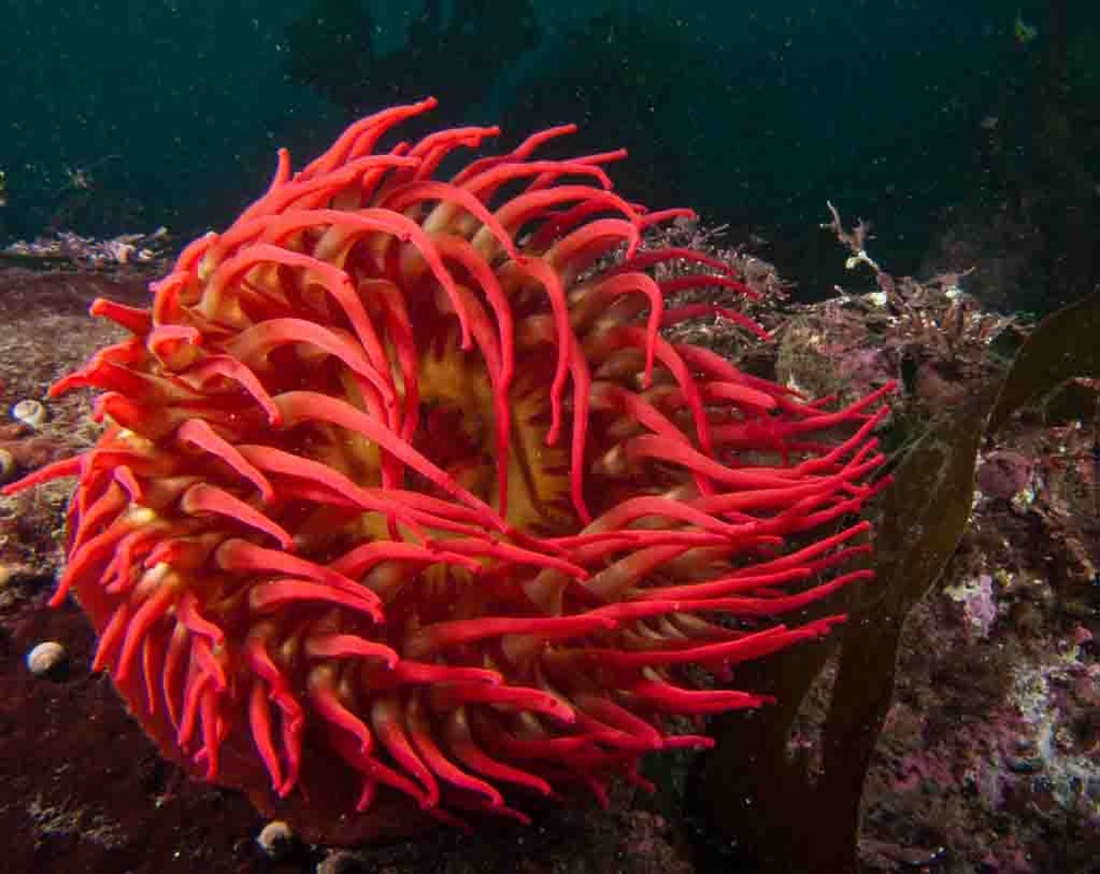 Fish-eating anemone (Urticina piscivora)