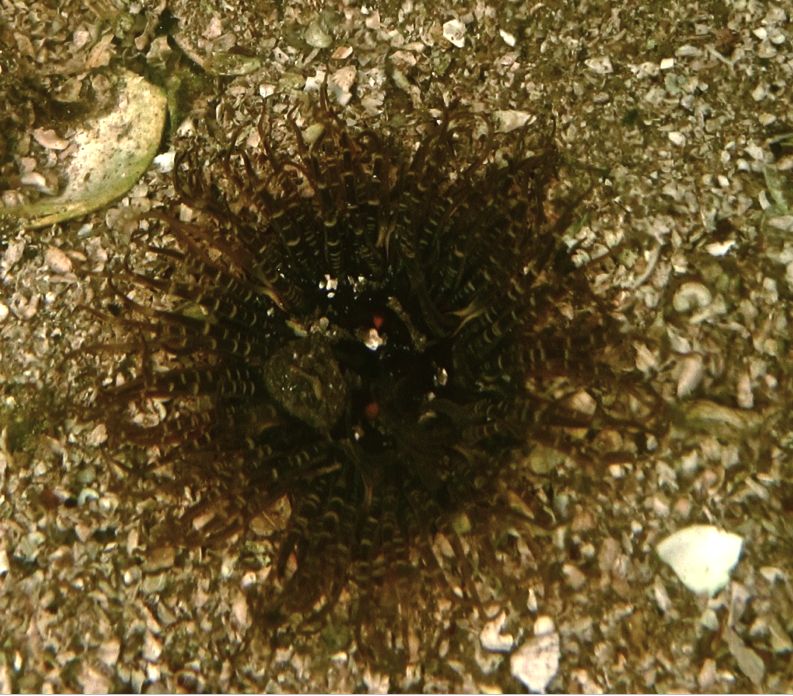 Buried green anemone (Anthopleura artemisia)