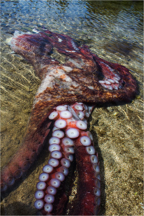 Giant Pacific octopus (Enteroctopus dofleini)