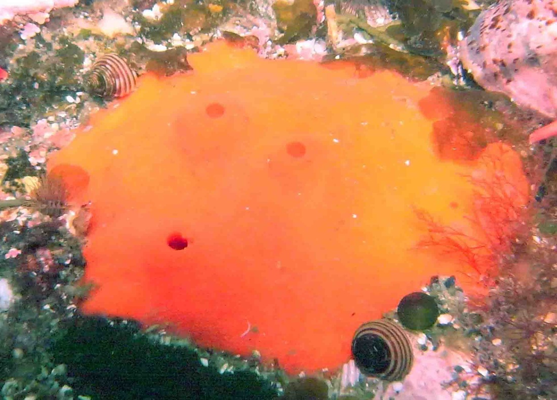 Red volcano sponge (Acarnus erithacus)