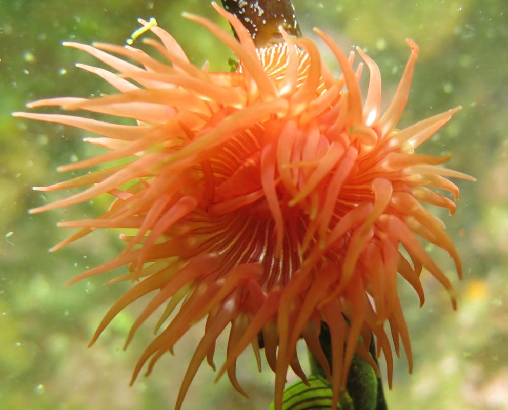 Brooding anemone (Epiactis lisbethae)