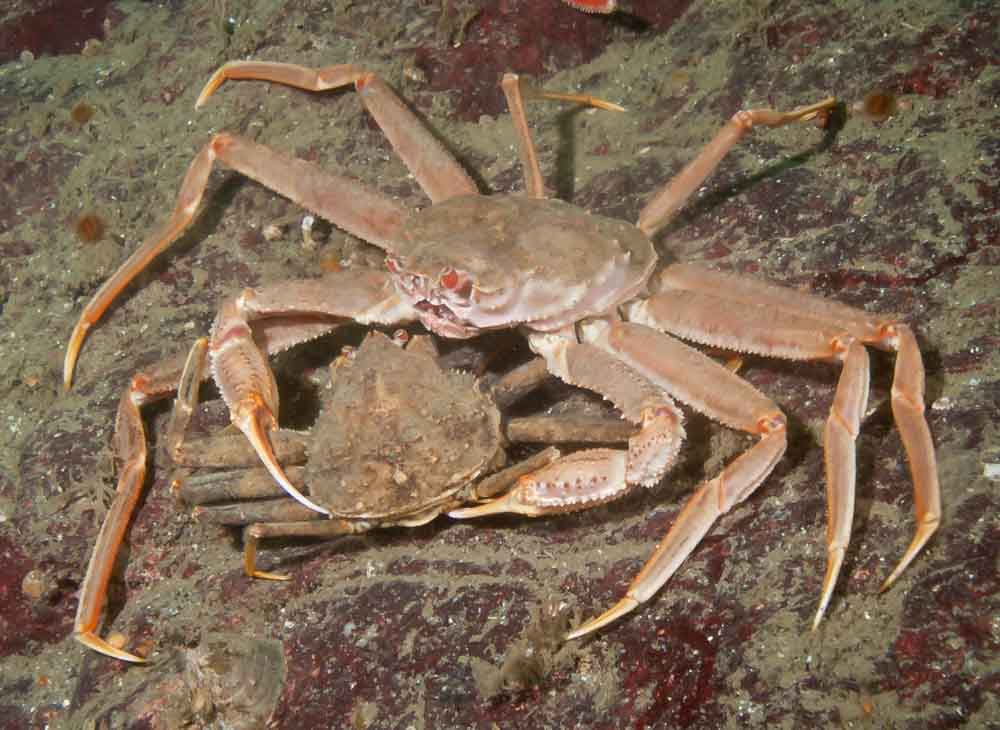 Tanner crab (Chionoecetes bairdi)