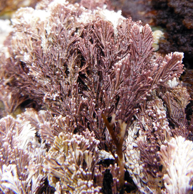 Graceful coral seaweed (Corallina vancouveriensis)