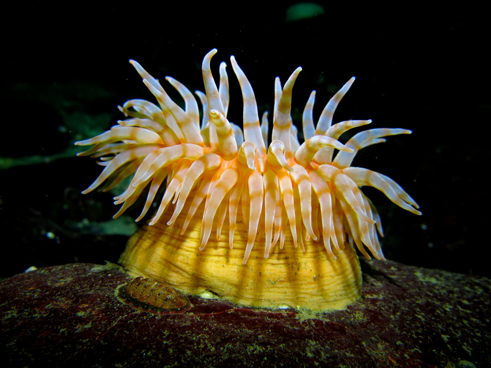 Swimming anemone (Stromphia didemon)