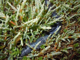 Clam worm (Nereis vexillosa)