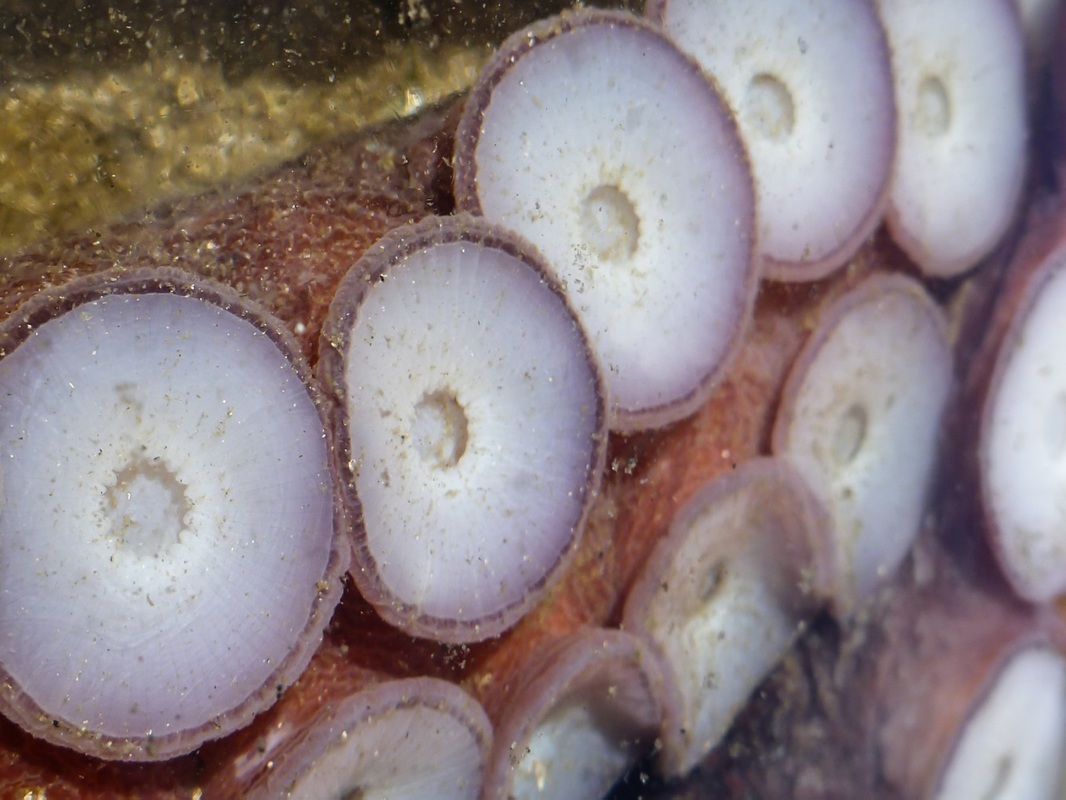 Giant Pacific octopus (Enteroctopus dofleini)