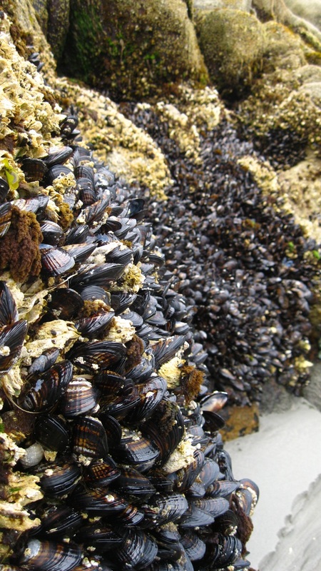 California mussel (Mytlius californianus)