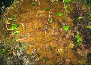 Step moss  (Hylocomium splendens)