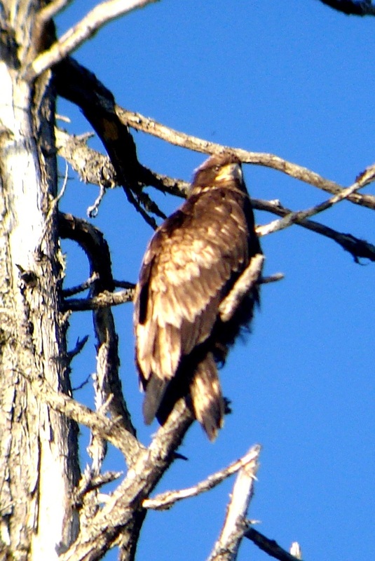 Bald eagle (Haliaeetus leucocephalus) 