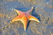 Leather star (Dermasterias imbricata)