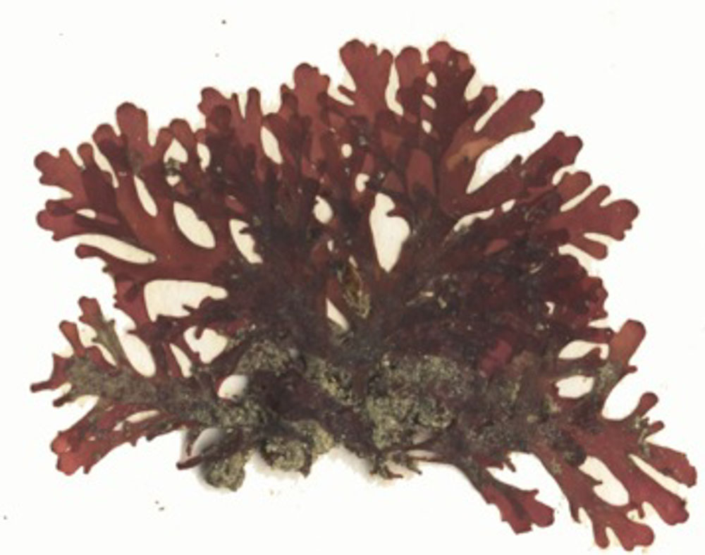 Sea laurel (Osmundea spectabilis)