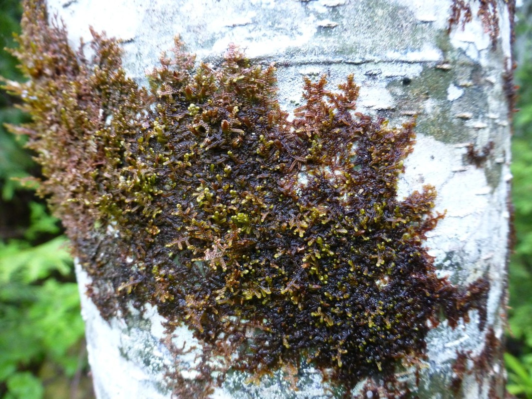 Hanging millipede liverwort (Frullania tamarisci ssp. nisquallensis)