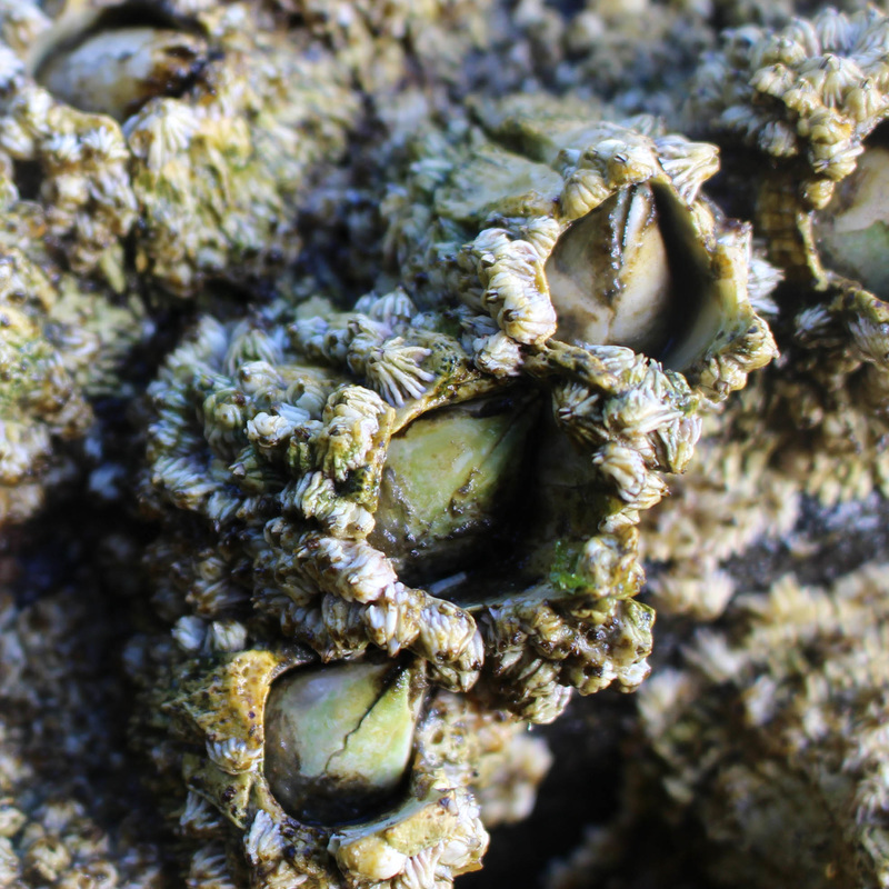 Thatched barnacle (Semibalanus cariosus)