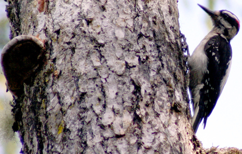 Hairy woodpecker (Picoides villosus)