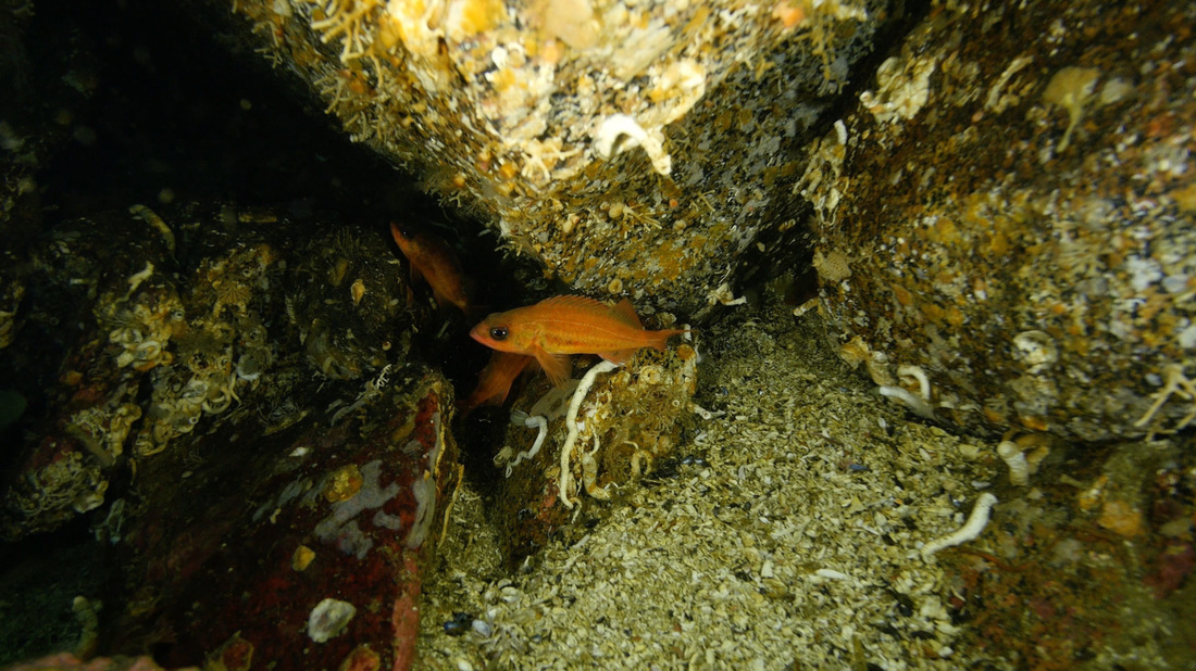Puget Sound rockfish (Sebastes emphaeus)