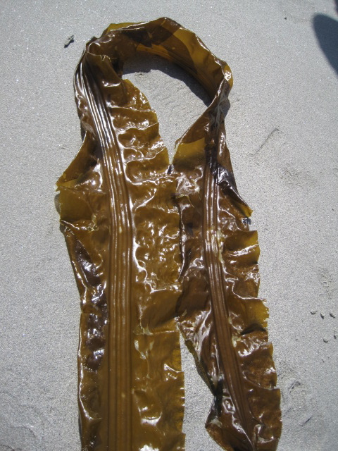 Three-ribbed kelp (Cymathere triplicata)