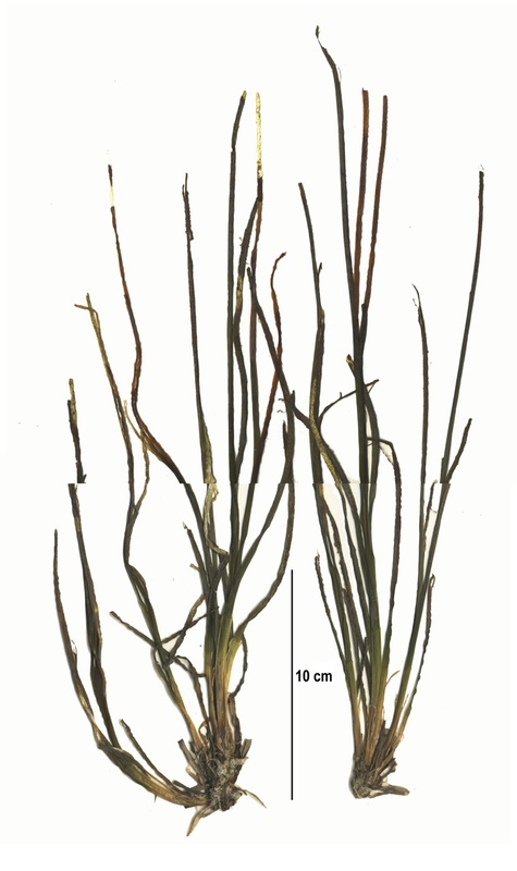 Serrulated surfgrass (Phyllospadix serrulatus)