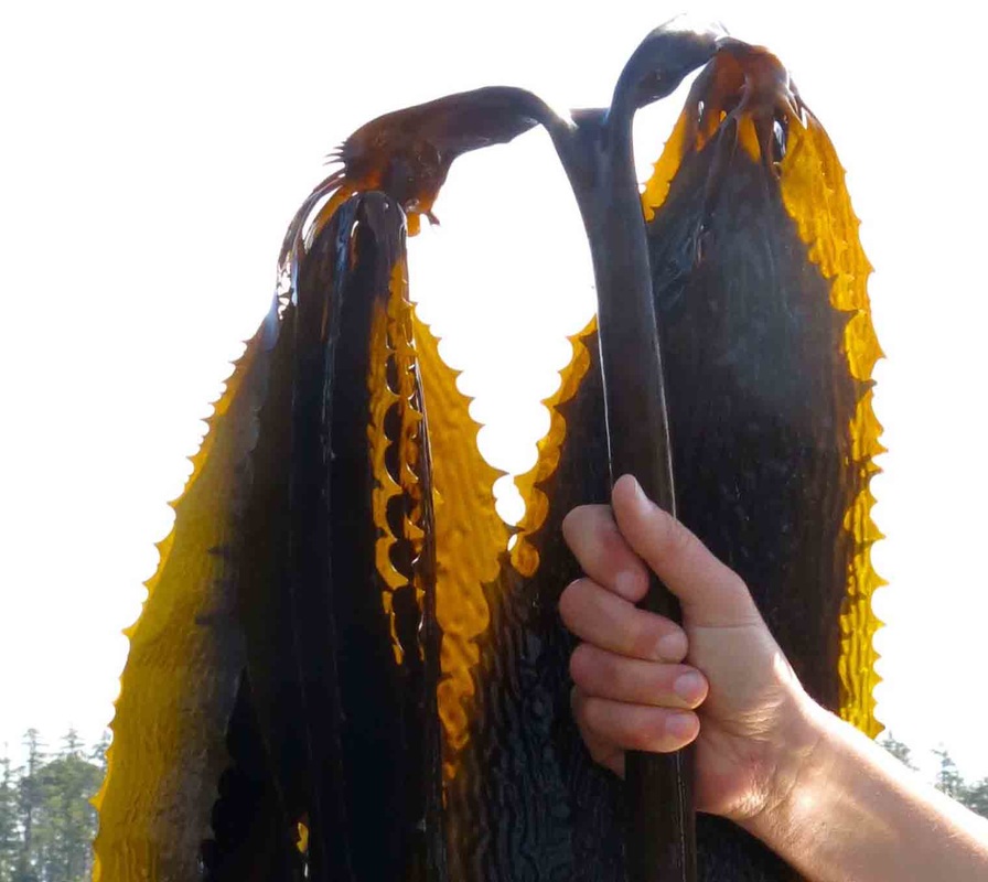 Palm kelp (Eisenia arborea)