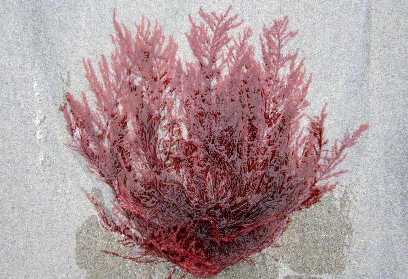 Sea fern (Neoptilota asplenioides)
