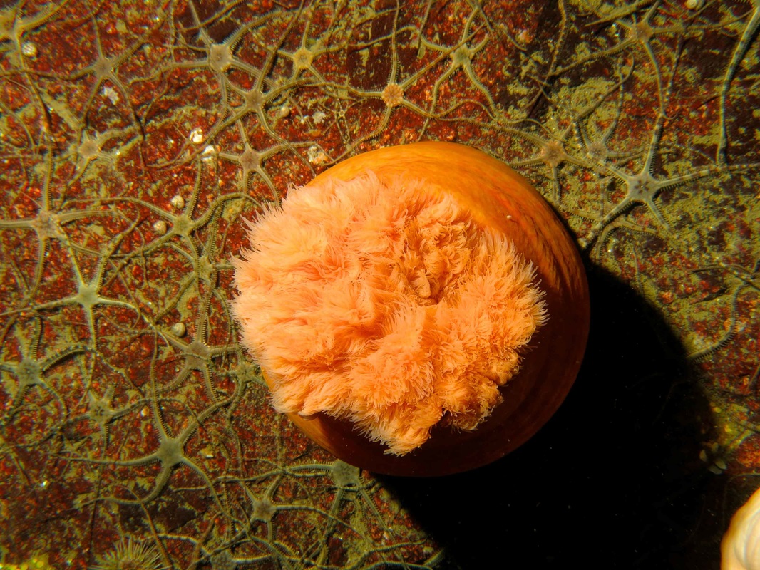 Giant plumose anemone (Metridium giganteum)