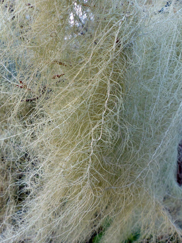 Methuselah's beard  (Usnea longissima)