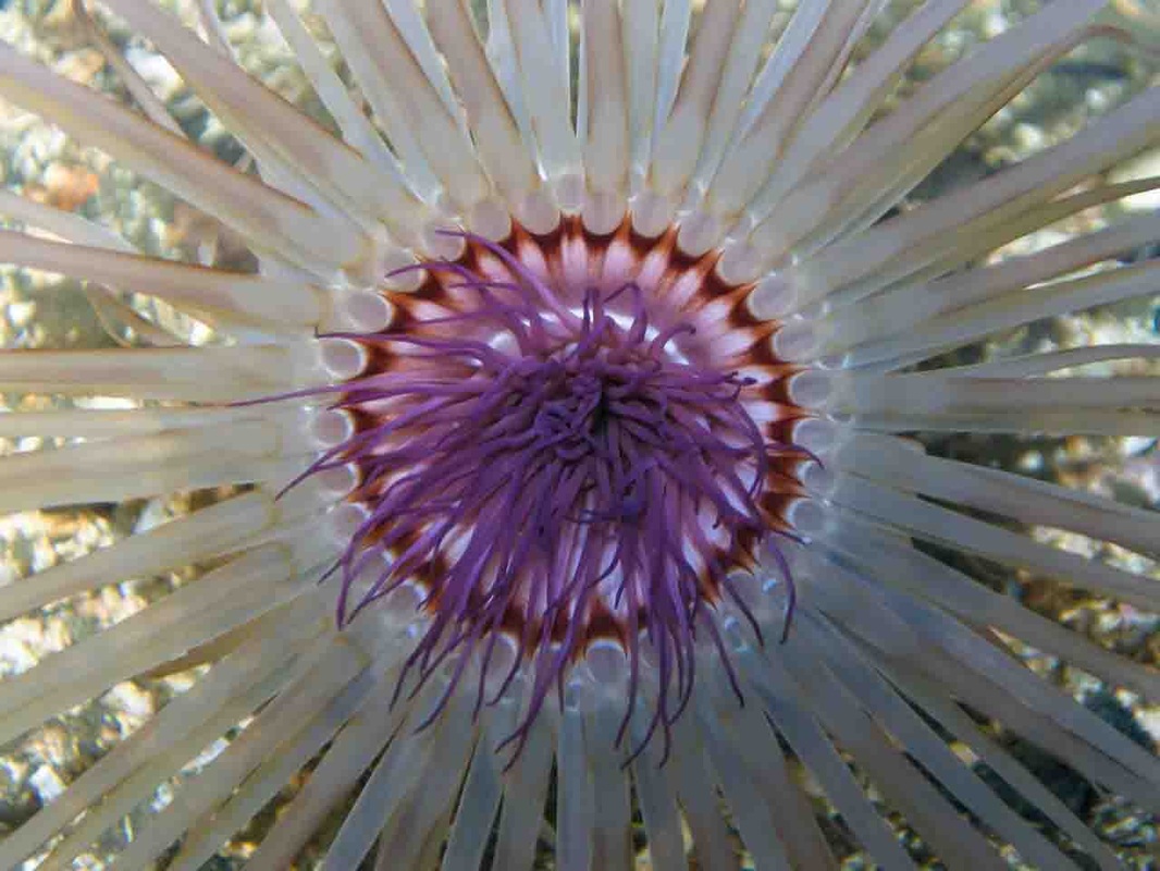 Tube-dwelling anemone (Pachycerianthus fimbriatus)