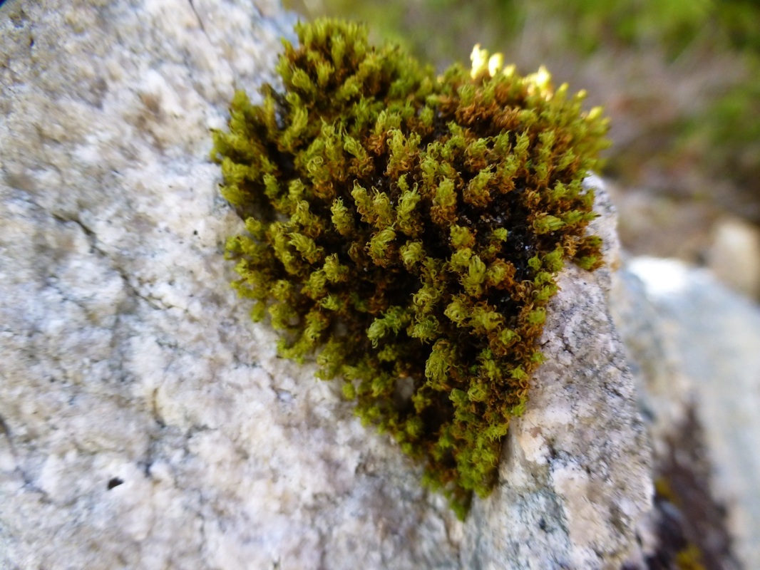 Frizzled pincushion (Ulota phyllantha)