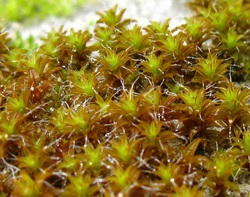 Sidewalk moss (Tortula ruralis)