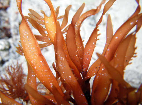 Narrow iodine seaweed, narrow bleach weed, bleachweed (Grateloupia americana, Prionitis lanceolata)