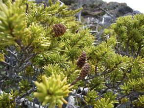 Mountain hemlock  (Tsuga mertensiana)