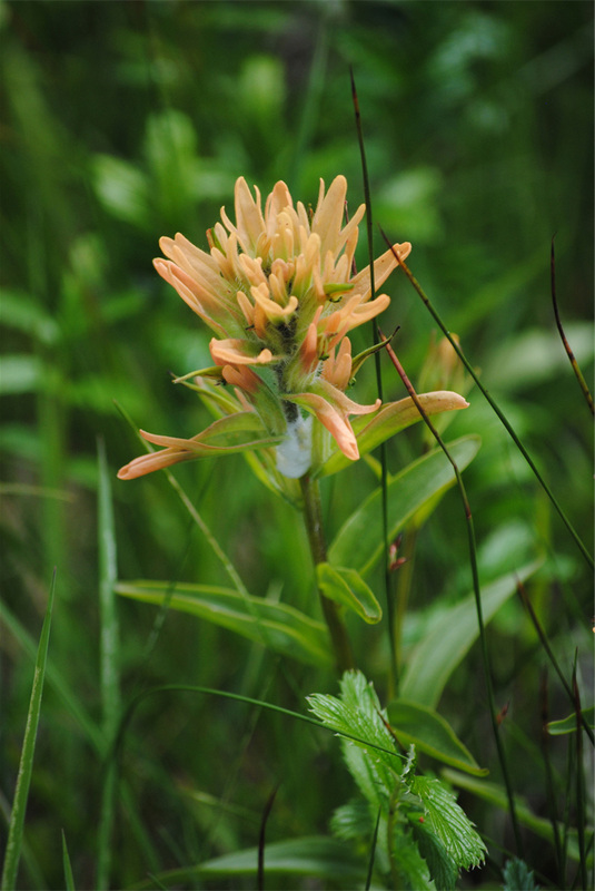 Unalaska paintbrush (Castilleja unaslaschcensis)