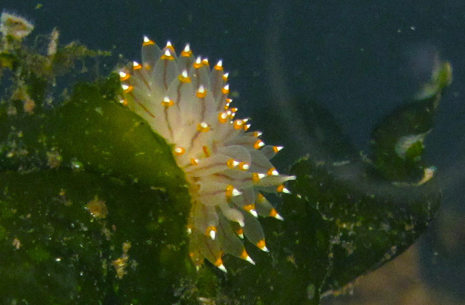 White-and-orange-tipped nudibranch (Janolus fuscus)