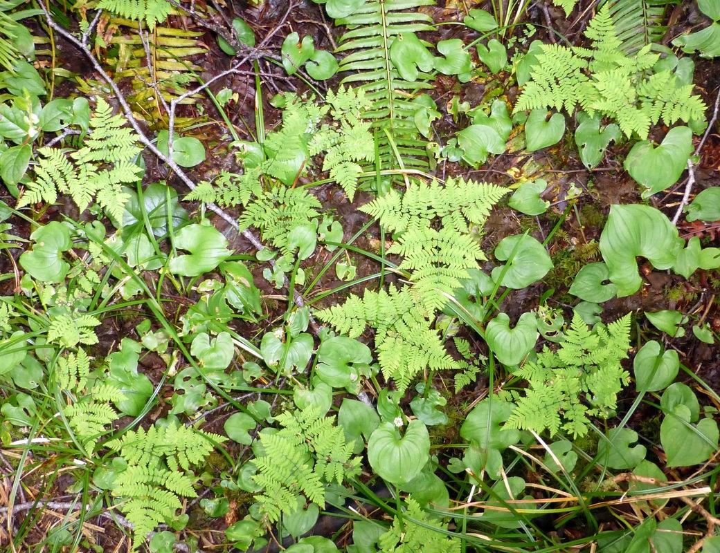 Oak fern (Gymnocarpium dryopteris)