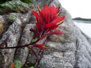 Common red paintbrush  (Castilleja miniata)