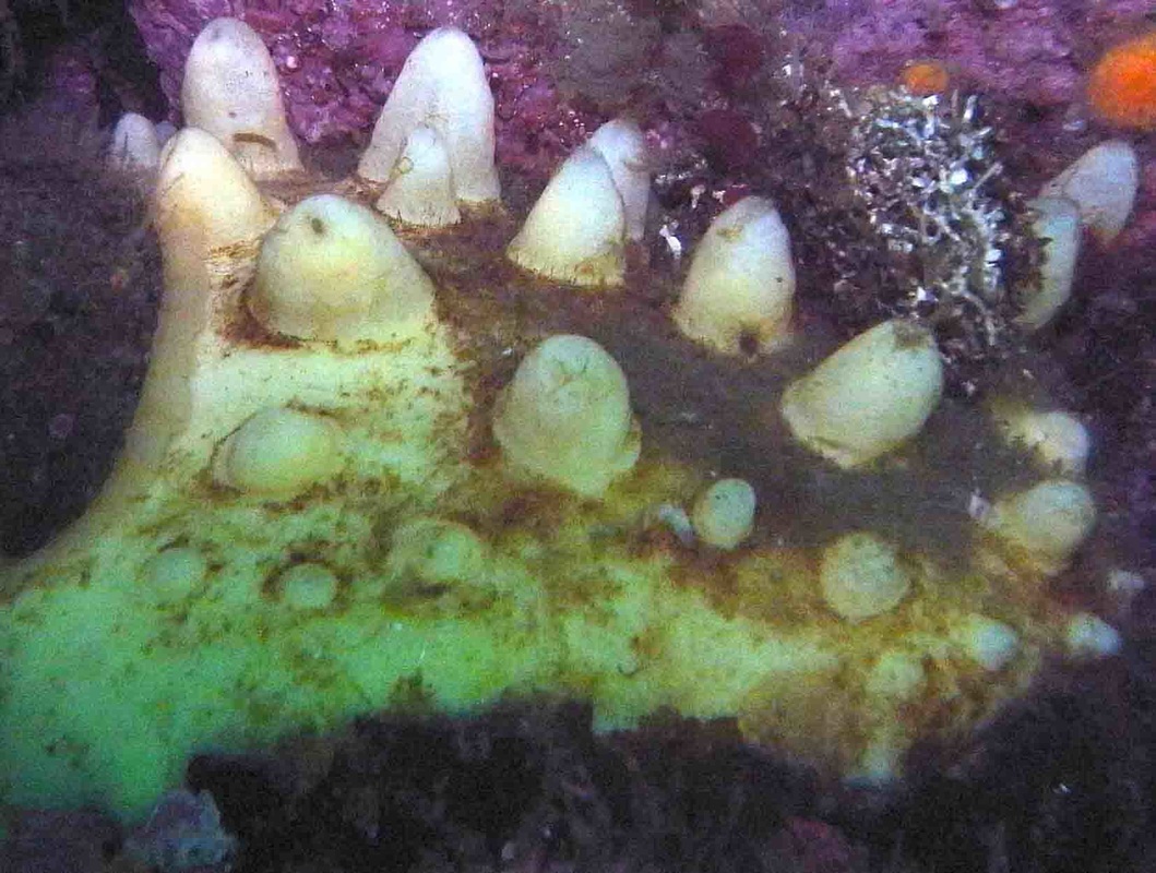 Aggregated nipple sponge (Polymastia pachymastia)