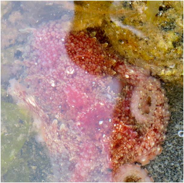 Pacific red octopus (Octopus rubescens)