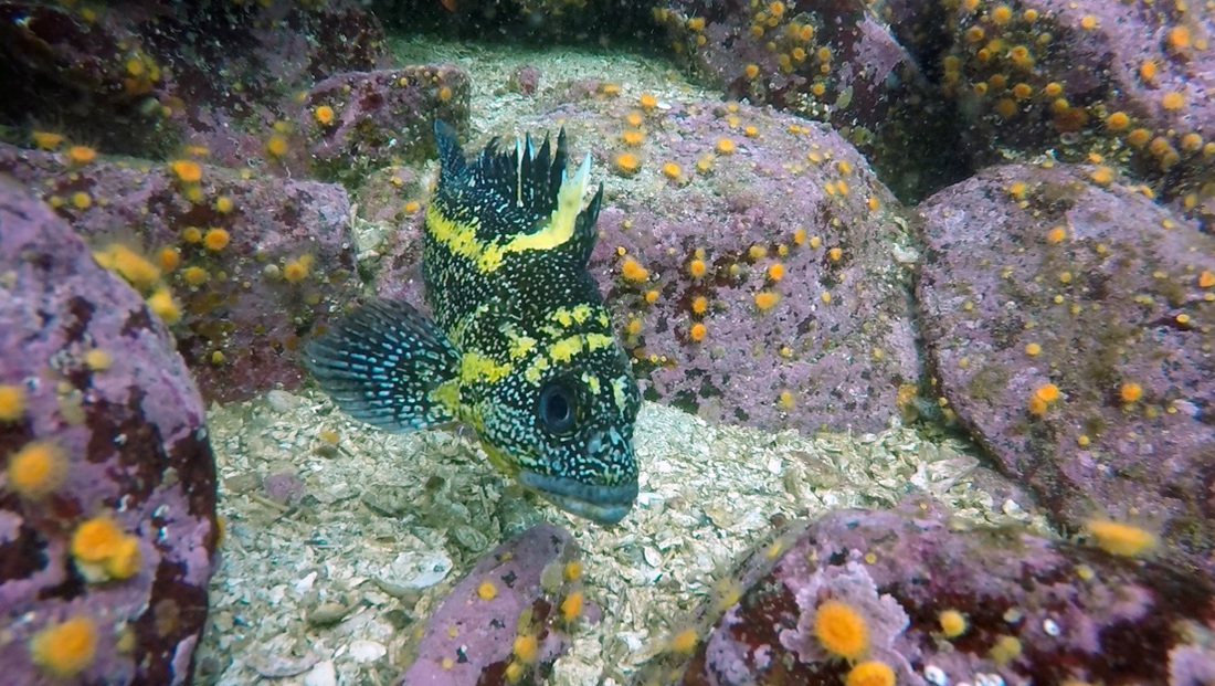 China rockfish (Sebastes nebulosus)