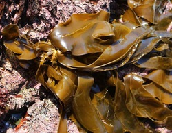 Sea cabbage (Saccharina sessilis)