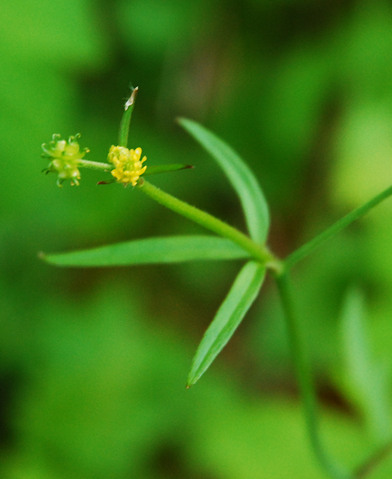 Little buttercup (Ranunculus uncinatus)