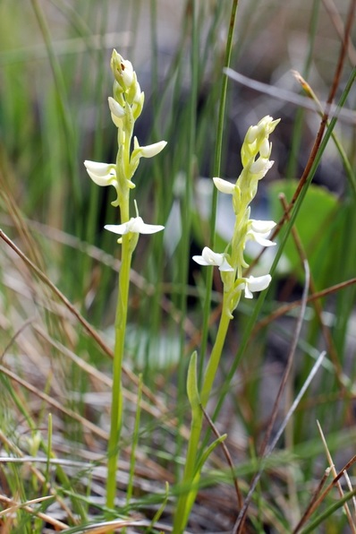 White bog-orchid (Platanthera dilatata)