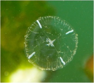 Cross jelly (Mitrocoma cellularia)