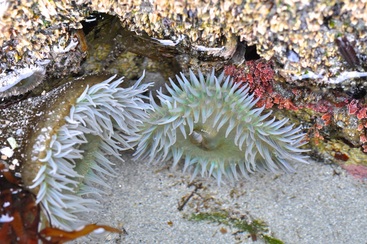 Giant green anemone (Anthopleura xanthogrammica)