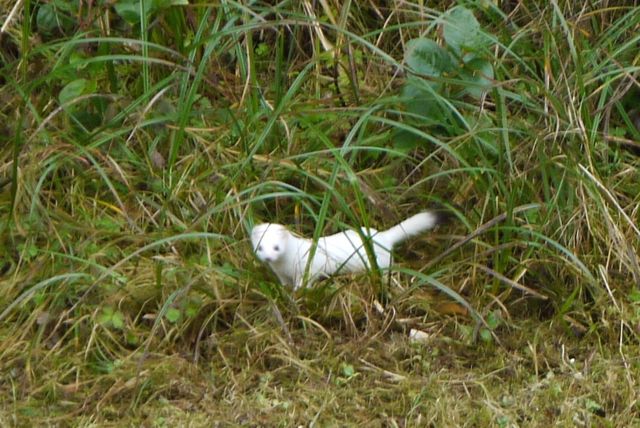 Ermine, stoat, short-tailed weasel (Mustela erminea)