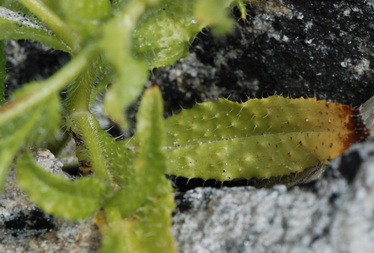 Seaside fiddleneck (Amsinckia spectabilis)