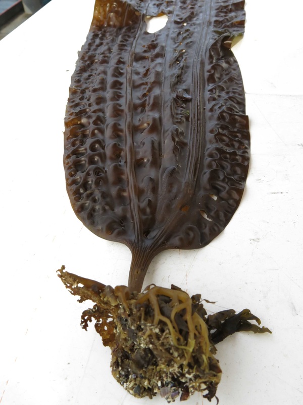 Five-ribbed kelp (Costaria costata)