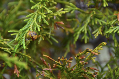 Yellow-cedar (Xanthocyparis nootkatensis)
