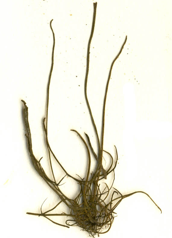 Twisted sea tubes (Melanosiphon intestinalis)