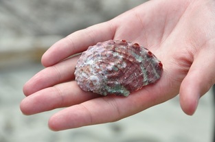 Northern abalone (Haliotis kamtschatkana
