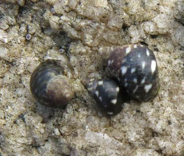 Checkered periwinkle (Littorina scutulata)