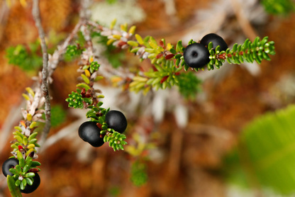Crowberry (Empetrum nigrum)